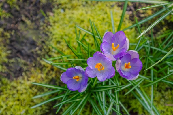 Medium property photo - Graaf de Hompeschstraat 2, 6109 AK Ohé en Laak